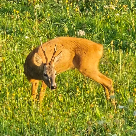 Rasinger Schiefling am See