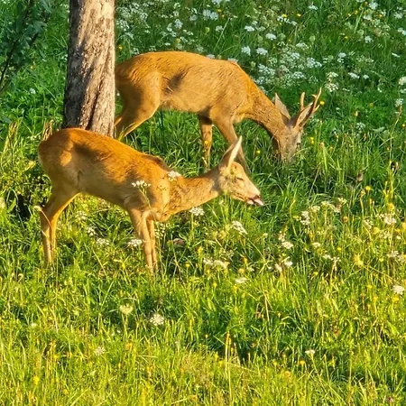 Apartamento Rasinger *