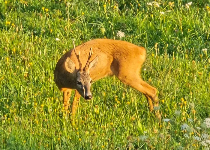 Rasinger Schiefling am See