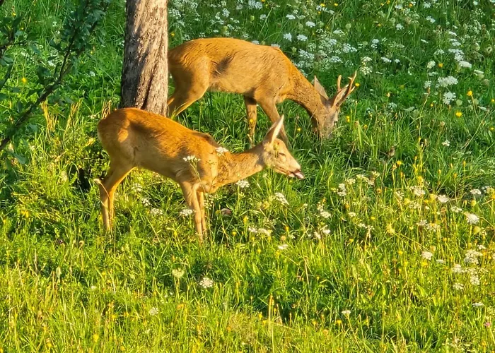 Apartamento Rasinger *